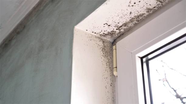 Best Mold Documentation for Insurance Claims  in Brigantine, NJ