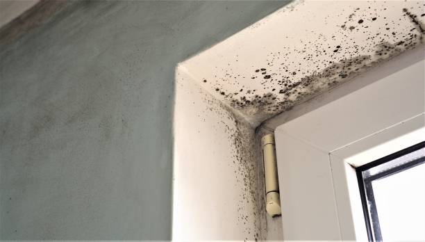 Best Mold Documentation for Insurance Claims  in Brigantine, NJ