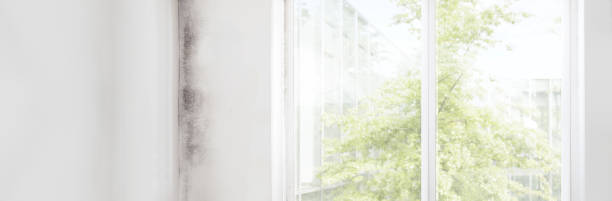 Best Mold Remediation for Healthcare Facilities  in Brigantine, NJ