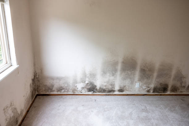 Best Air Quality Testing for Mold Spores  in Brigantine, NJ